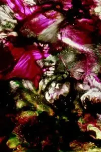 Постер до фильму"Квартет Данте" #1209346