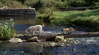 Задник до фильму"" #770993