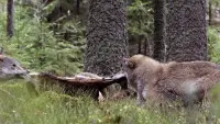Задник до фильму"" #762137