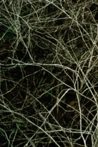 Постер до фильму"" #1097116