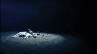 Задник до фильму"" #818945