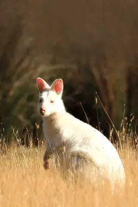 Постер до фильму"" #892911