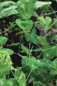 Постер до фильму"" #570613