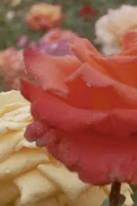 Постер до фильму"" #1183938