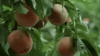 Задник до фильму"" #737548