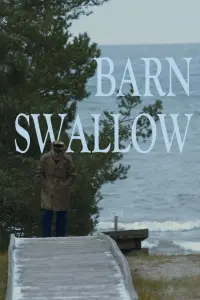 Barn Swallow