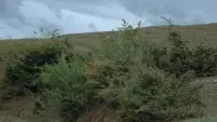 Задник до фильму"" #684207