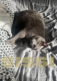 Постер до фильму"Королівство котів" #1167211