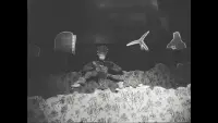 Задник до фильму"" #767638