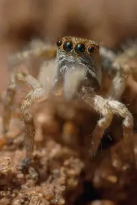 Постер до фильму"" #769542