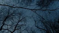 Задник до фильму"" #449447