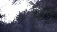 Задник до фильму"Дар" #824591