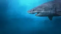 Задник до фильму"" #803263