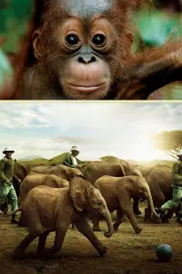 Постер до фильму"Народжені бути вільними" #1177266