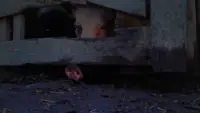 Задник до фильму"" #695052