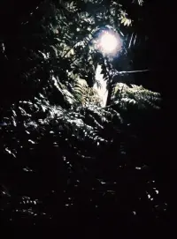 тревожное гуляние с собакой 3:42-3:45