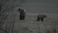 Задник до фильму"" #785733