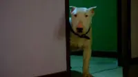 Задник до фильму"" #795493