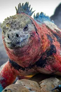 Постер до фильму"" #874679