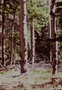 Постер до фильму"Тінь пустки" #1204912