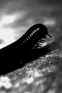 Постер до фильму"" #1130150