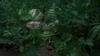 Задник до фильму"Безплідні землі" #744940