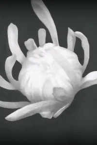 Chrysanthemum