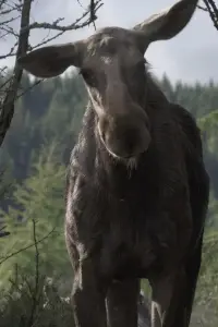 AMOOSED: a moose odyssey