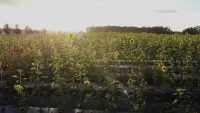 Задник до фильму"" #742710