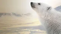 Задник до фильму"" #429443