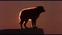 Задник до фильму"" #798456