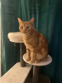 Постер до фильму"Вбити Білла: Повна кривава справа" #1121333