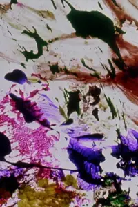 Постер до фильму"Квартет Данте" #1209343