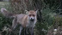 Задник до фильму"" #731378