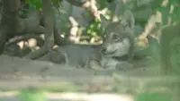 Задник до фильму"" #762140