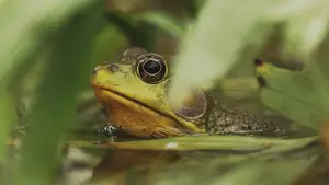 Задник до фильму"Understanding Myself as an Amphibian" #846305
