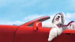 Задник до фильму"Кудлатий пес" #347035