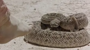 Задник до фильму"Скарб" #673758