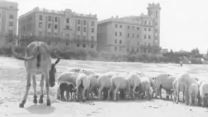 Задник до фильму"La primera mirada: historia de una escuela de cine" #788414