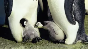 Задник до фильму"Марш імператора" #380325