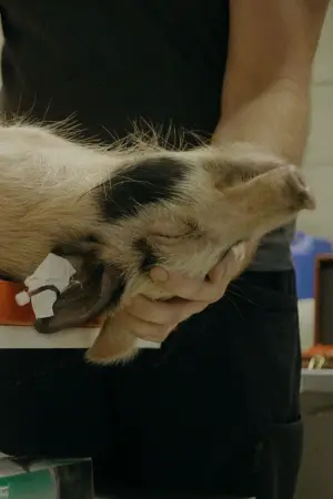 Постер до фільму "When Pigs Fly"