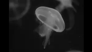 Задник до фильму"Miriam" #774225