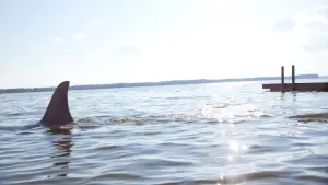 Задник до фильму"" #728111