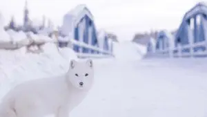 Задник до фильму"Кіна та Юк: Пухнасті пригоди" #757767