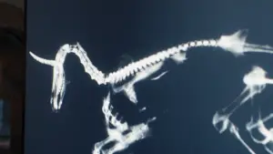 Задник до фильму"Смерть єдинорога" #568852