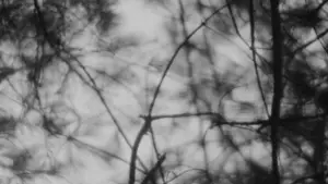 Задник до фильму"Відьма з Блер: Курсова з того світу" #697471