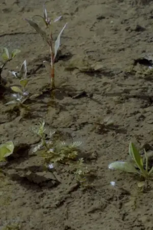 Brazza, Chronicle of a Wasteland