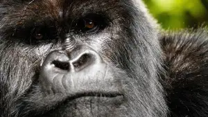 Задник до фильму"A Gorilla Story: Told by David Attenborough" #832781