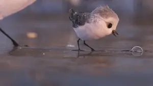 Задник до фильму"Пісочник" #177064