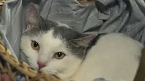 Задник до фильму"" #682057